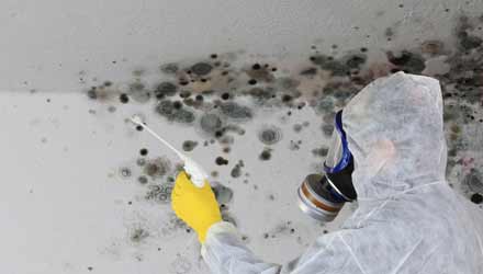 Mold Removal Plainfield & Mold Remediation in Plainfield IN